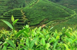 柳州市柳茶创业孵化基地